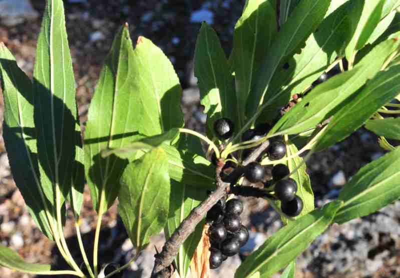 Rhamnus persicifolia / Ranno di Sardegna